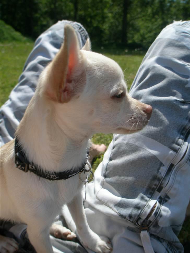 Chihuahua Alvaro - 1 år billede 5