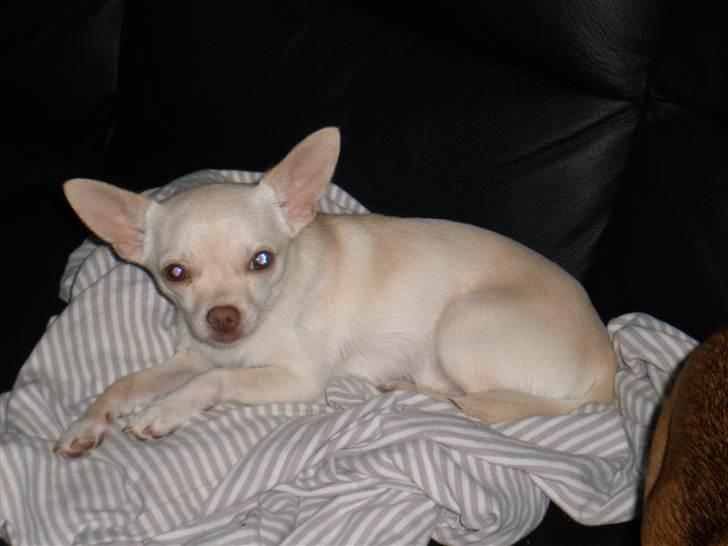 Chihuahua Alvaro - 14 Måneder billede 6