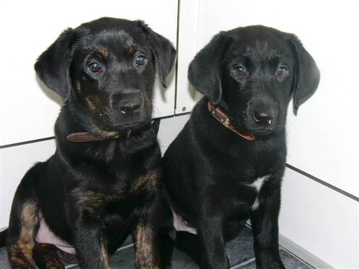 Blanding af racer Luna <3 min prinsesse - luna og hendes søster billede 5