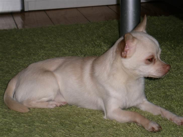 Chihuahua Alvaro - 16 Måneder billede 7