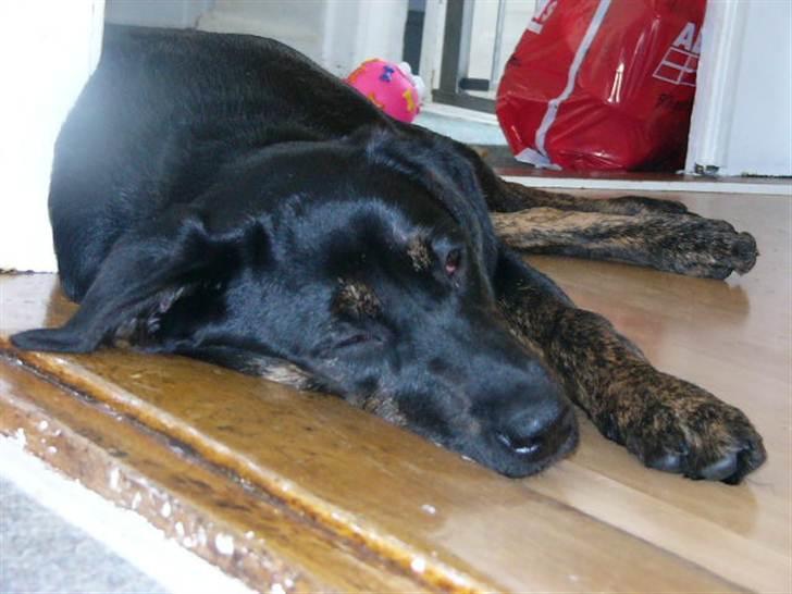 Blanding af racer Luna <3 min prinsesse billede 6