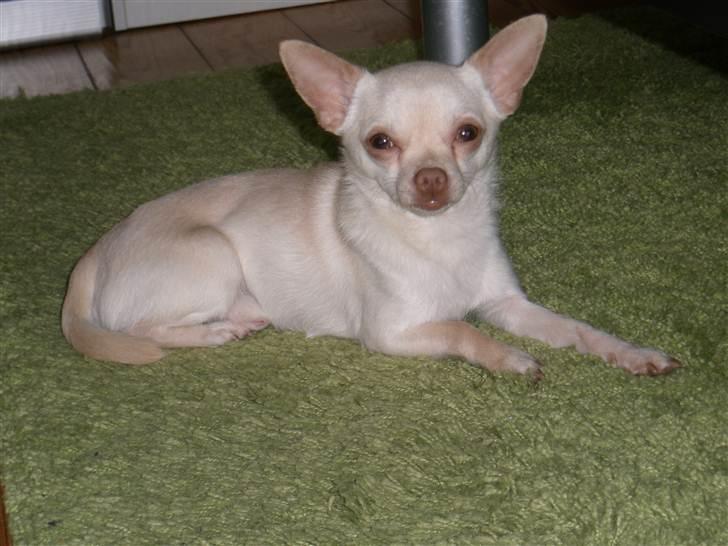 Chihuahua Alvaro - 16 Måneder billede 8