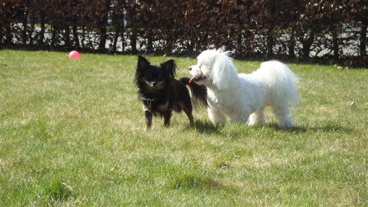 Chihuahua Luca - Min bedste buddy, Simba og jeg. billede 5