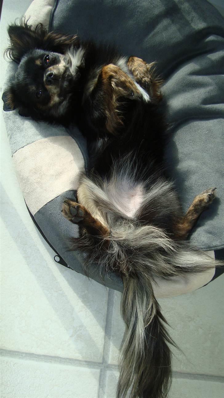 Chihuahua Luca - Søndagsslapper efter et bad, den er altid rar. ;) billede 6