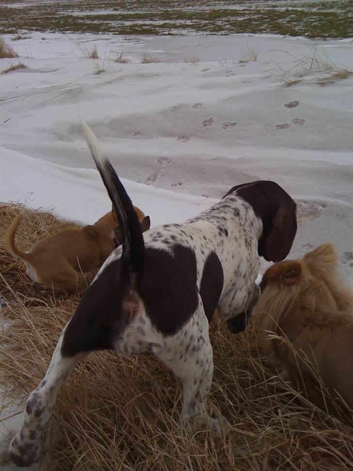 Gammel dansk hønsehund Nuggi - Ja, man er vel jagt-hund!! billede 5