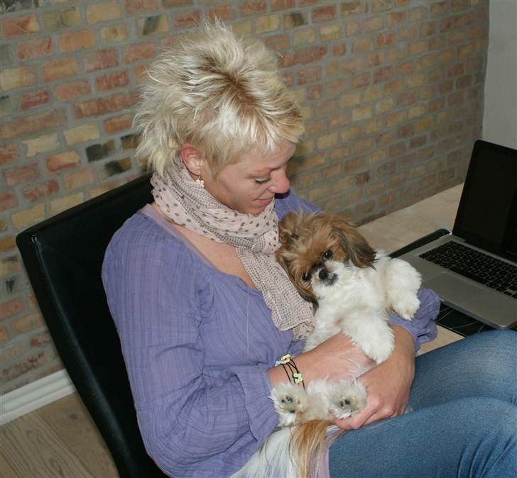 Shih tzu Karla billede 19