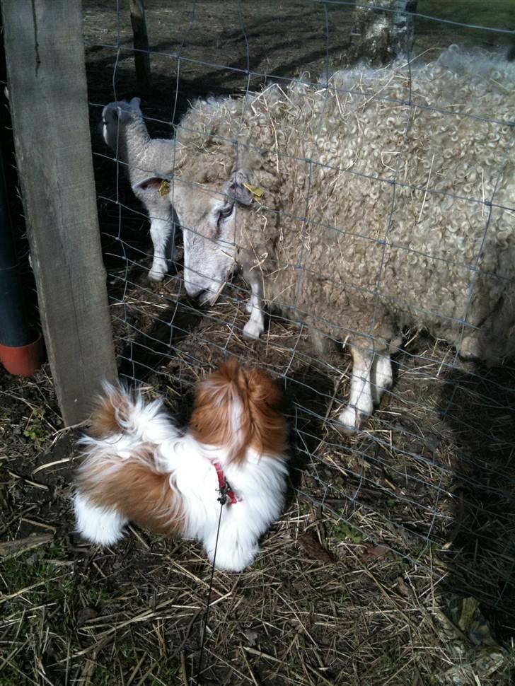 Shih tzu Karla billede 20