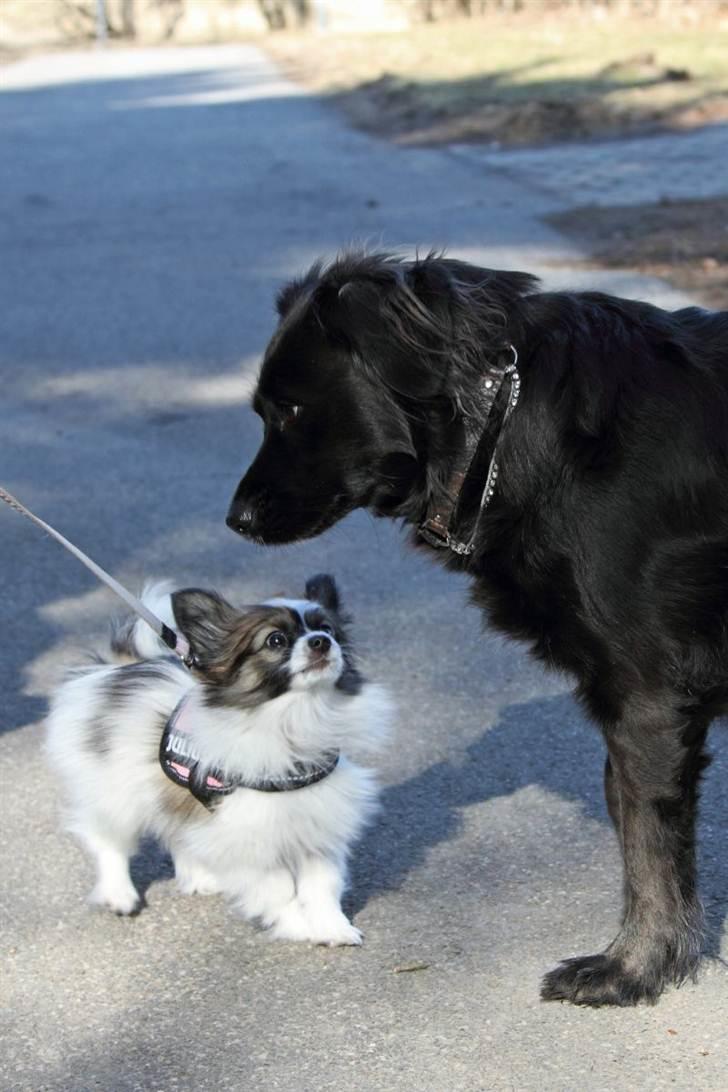 Papillon Mynte - Mynte mødte en sød hund på sin gåtur :D billede 11