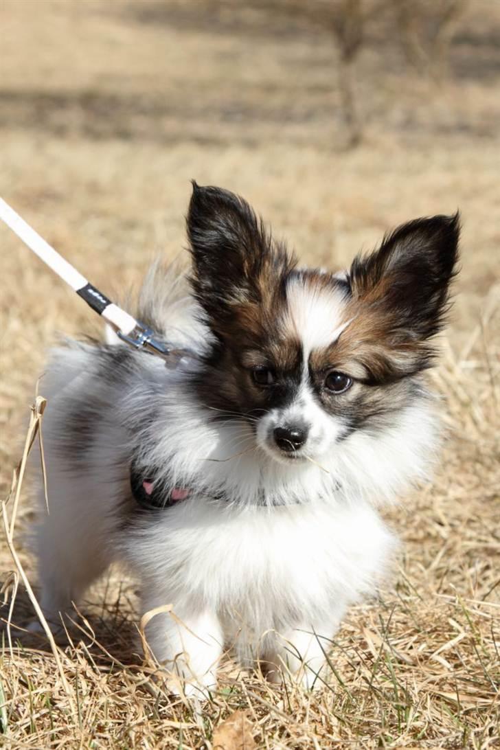 Papillon Mynte - Yndig yndig :) billede 12