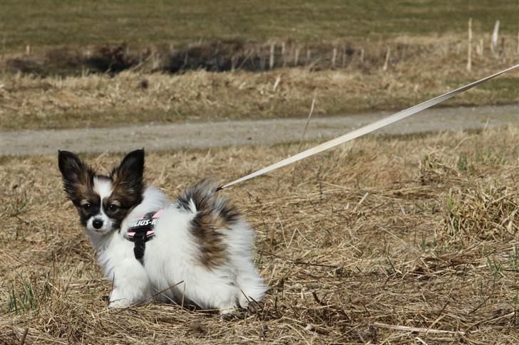 Papillon Mynte - Mynte har opdaget kameraet billede 14