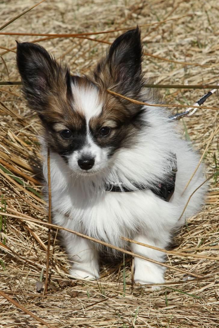 Papillon Mynte - Ude på en gåtur billede 15