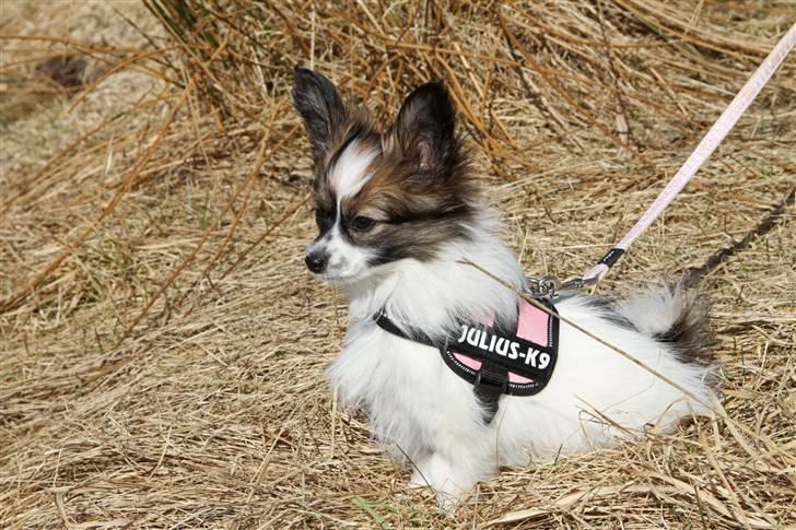 Papillon Mynte - "posere lige for kameraet" billede 16