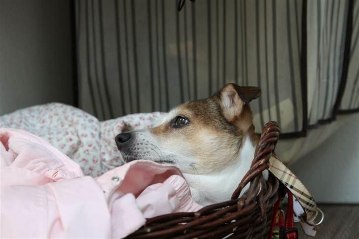 Blanding af racer Sitka - Sitka tager sig en slapper i kurven ude i gangen. billede 1