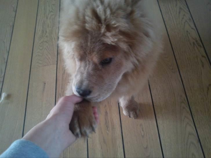 Chow chow basse - min dejlige løve billede 2