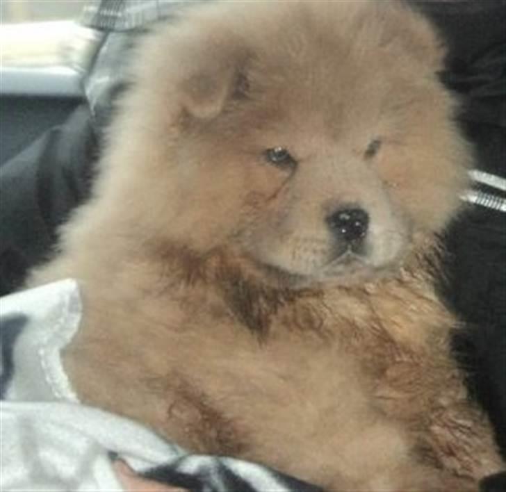 Chow chow basse - min dejlige løve billede 3
