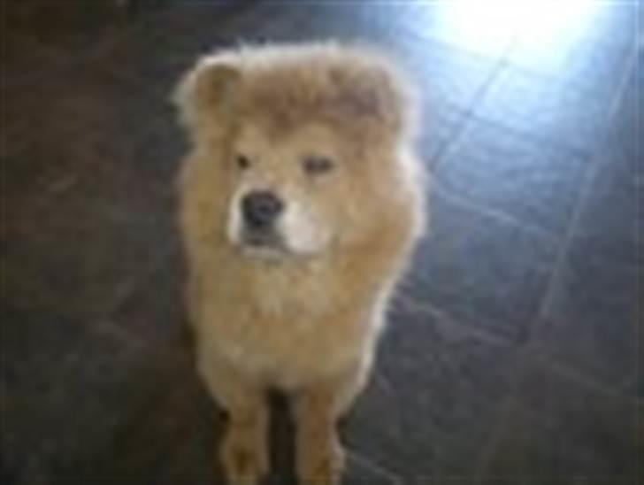 Chow chow basse - min dejlige løve billede 4