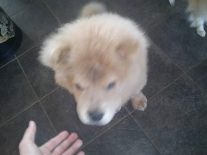 Chow chow basse - min dejlige løve billede 5