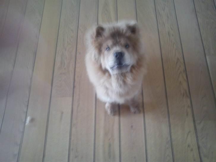 Chow chow basse - min dejlige løve billede 6