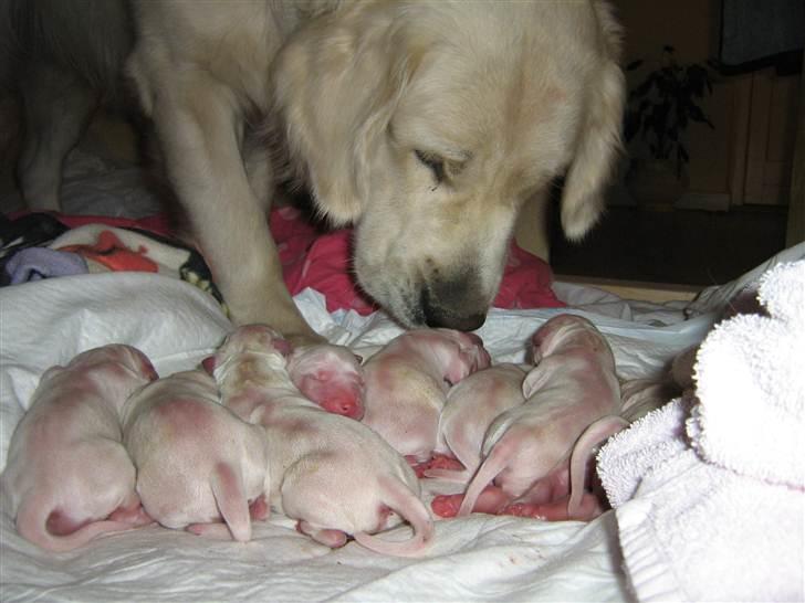 Golden retriever woodstar yvan (Samson) billede 8