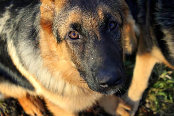 Schæferhund Lobo billede 19