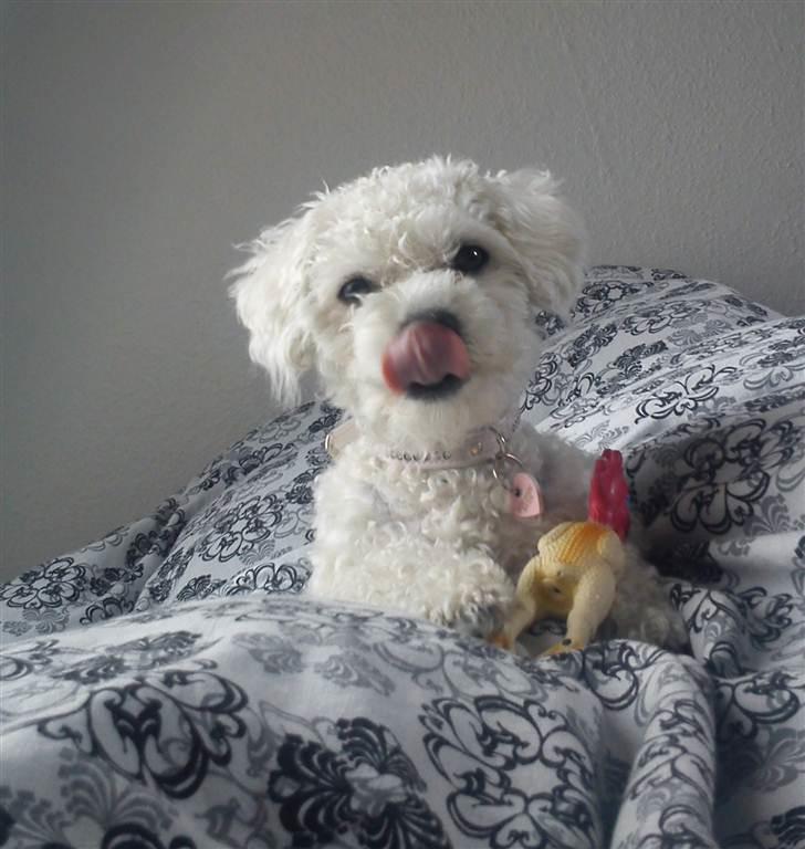 Bichon à poil frisé Choice billede 13
