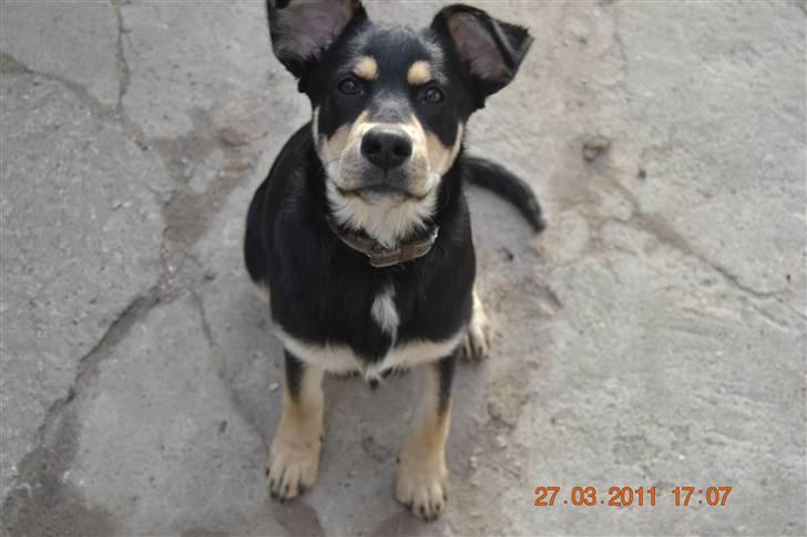 Blanding af racer Sentha FORSVUNDET - vælkommen til senthas profil læk gerne en komitar og en bedømmelse billede 1