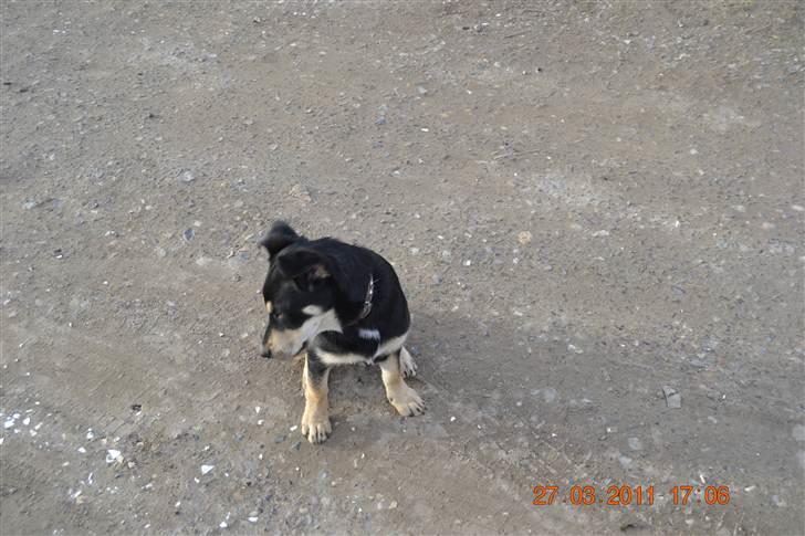 Blanding af racer Sentha FORSVUNDET - jubii jeg er ude og se mig omkring billede 2