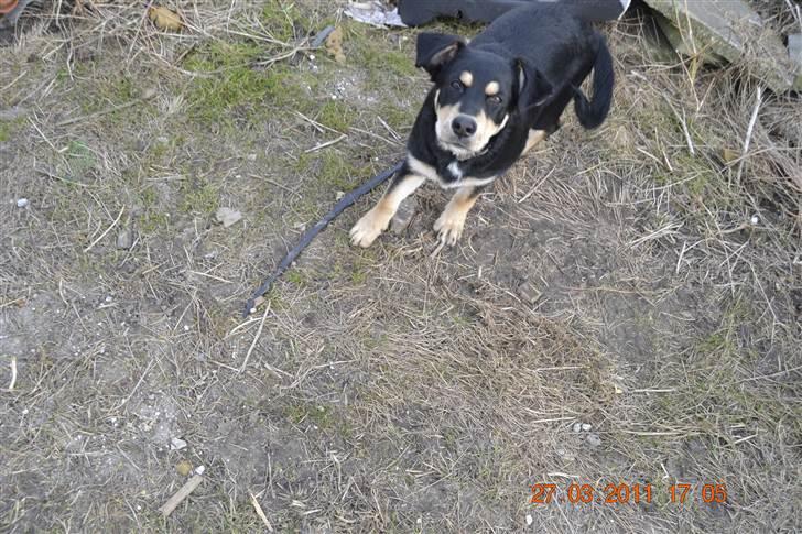 Blanding af racer Sentha FORSVUNDET - se mig jeg kan også være vild hele tiden se mig lille mor billede 3