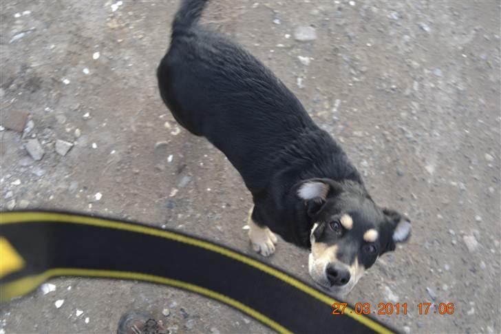 Blanding af racer Sentha FORSVUNDET - mor jeg har fået sidestik billede 4