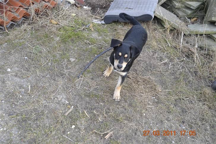 Blanding af racer Sentha FORSVUNDET - haha skal vi tage en lille svingom billede 5