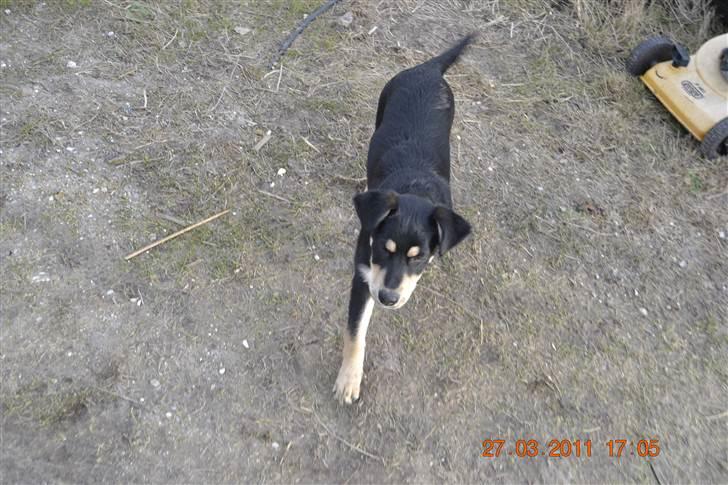 Blanding af racer Sentha FORSVUNDET - nu ville jeg gå ind i mit lille hus og sove det er håret at være en lille hundehvalp billede 6