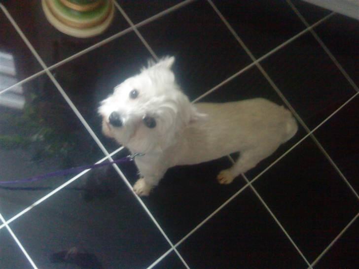 West highland white terrier Tessa billede 1
