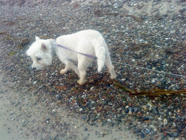 West highland white terrier Tessa billede 2