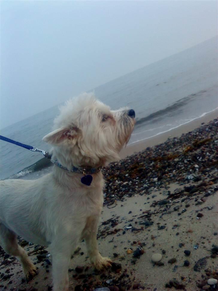 West highland white terrier Tessa billede 3
