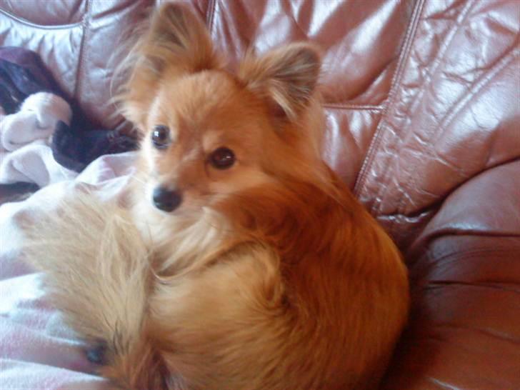 Blanding af racer Bjørn Mor/Svigermors HUND billede 20