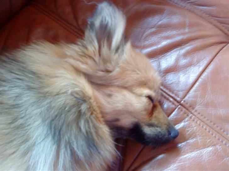 Pomeranian Bella / Mors / svigermors hund billede 13