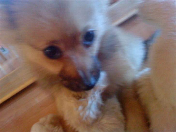 Pomeranian Bella / Mors / svigermors hund billede 14