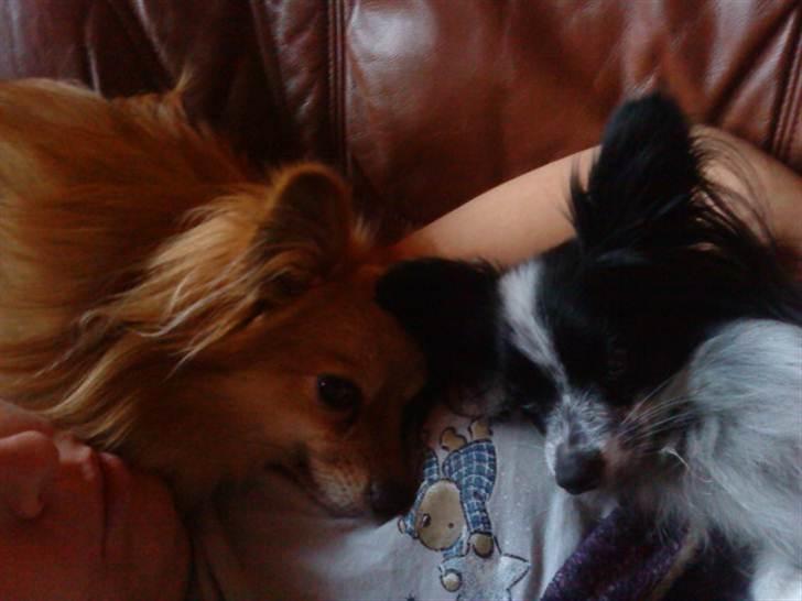 Papillon Baby-Mor/Svigermors billede 14