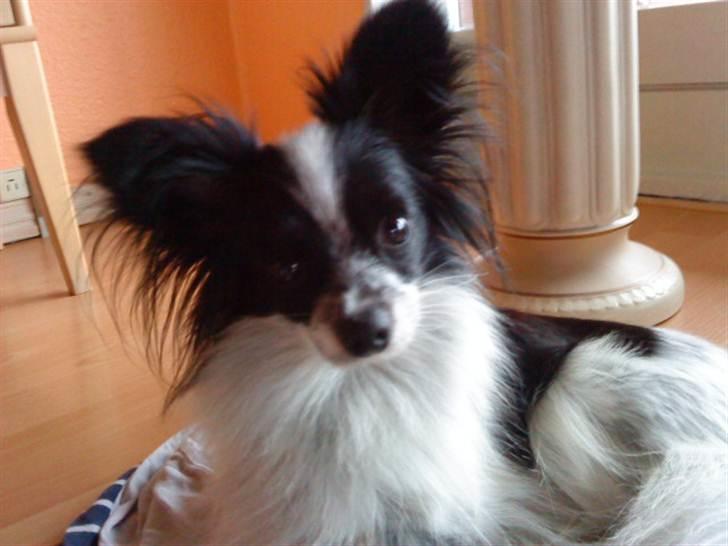 Papillon Baby-Mor/Svigermors billede 15