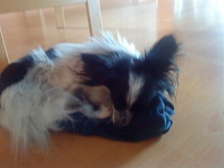 Papillon Baby-Mor/Svigermors billede 16