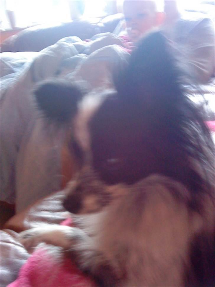 Papillon Baby-Mor/Svigermors billede 17