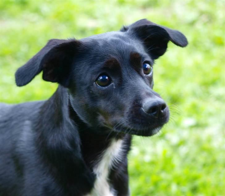 Blanding af racer Karla Malone - Efterår 2010 billede 17