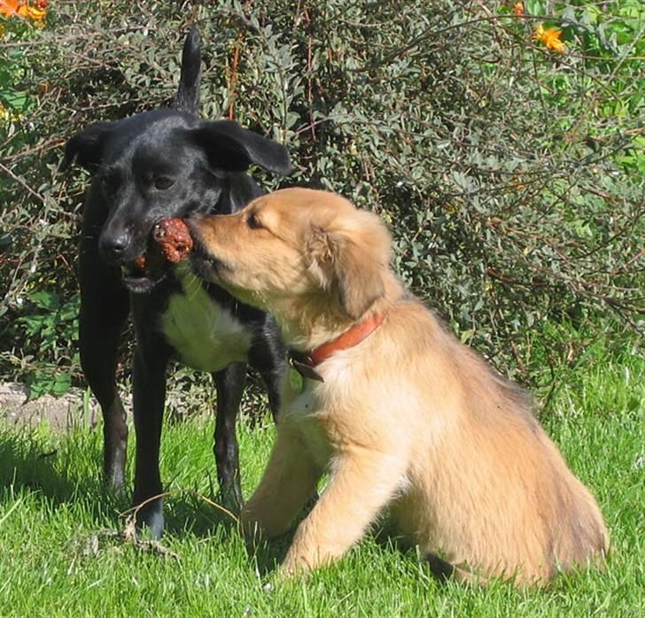 Blanding af racer Karla Malone - Tante Karla med lille kusine Ella, efterår 2010 billede 18