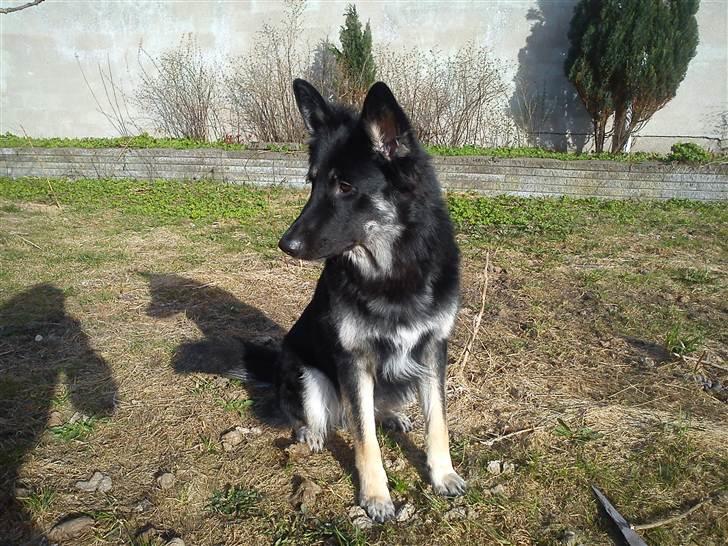 Schæferhund Rofus billede 6