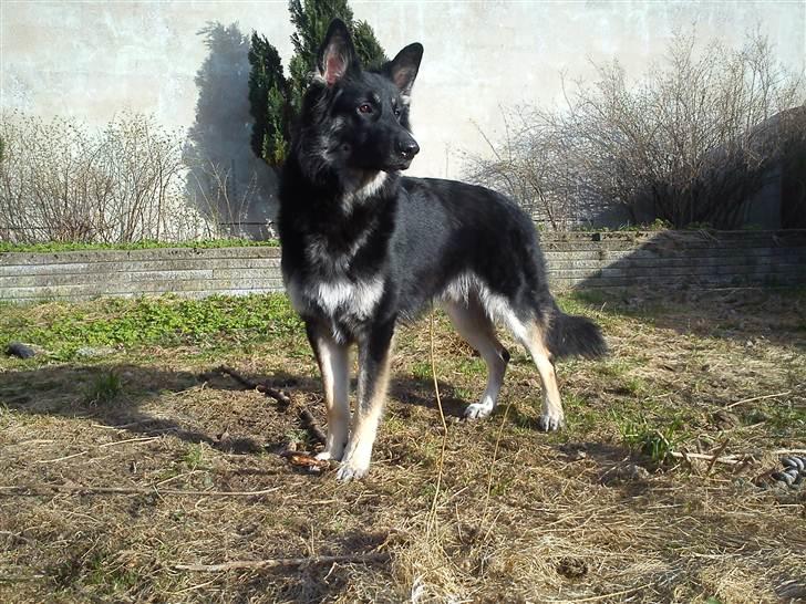 Schæferhund Rofus billede 7