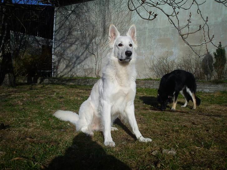 Hvid schæfer ballu billede 11