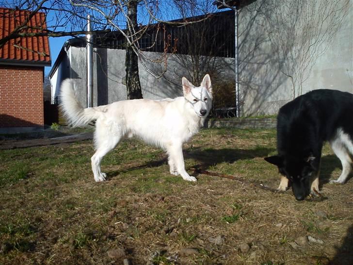 Hvid schæfer ballu billede 12