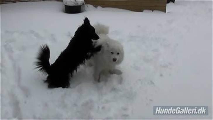 Blanding af racer Kiki billede 1