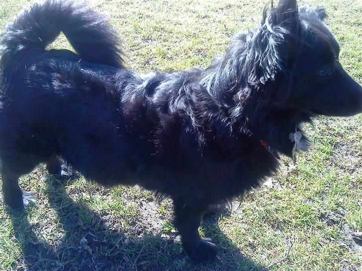 Blanding af racer Kiki billede 2