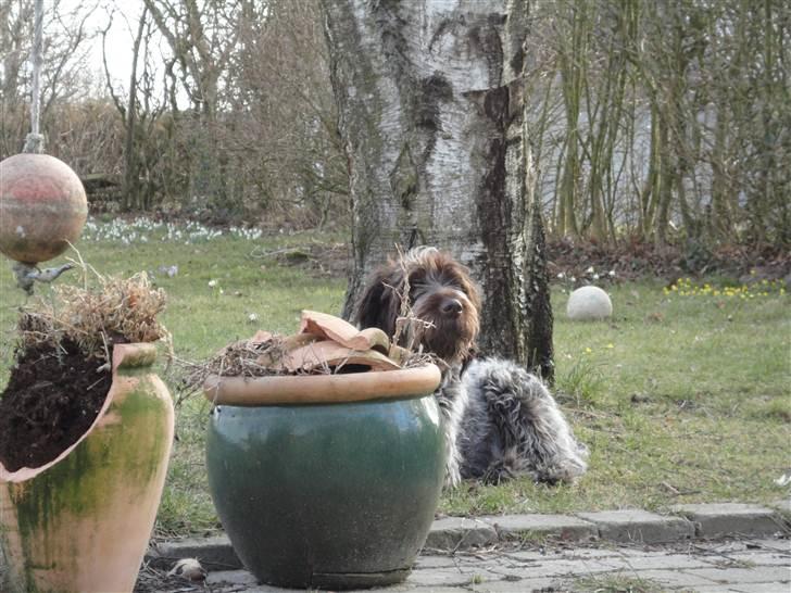 Ruhåret hønsehund Snedker´s Calli billede 19